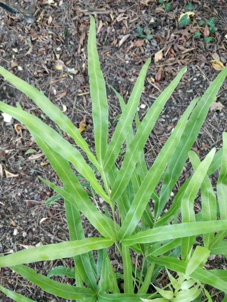 Pteris_umbrosa_fronde_sterile
