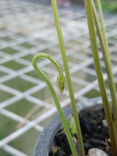 Pteris_umbrosa_jeune_crosse