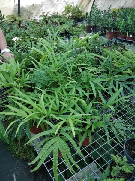 Pteris_umbrosa_pots_de_12