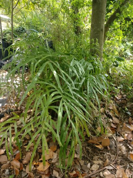 Pteris_umbrosa_sous_le_pommier