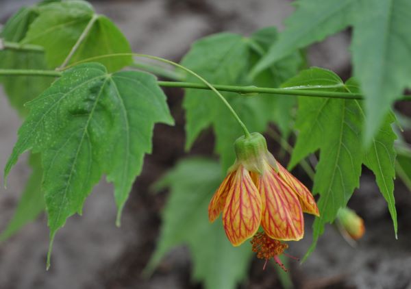 abutilon_striatum_fleur_estivale
