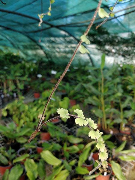 Adiantum_caudatum_bourgeon_sur_fronde
