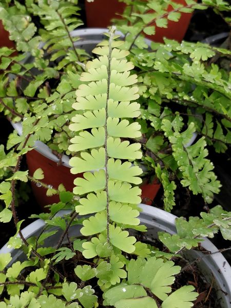 Adiantum_caudatum_detail