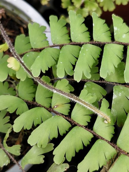 Adiantum_caudatum_extremite_fronde