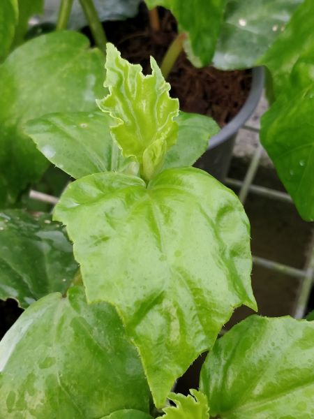 Begonia_glabra_detail_feuille