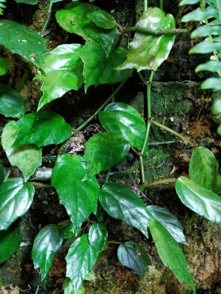 Begonia_glabra_detail_mur