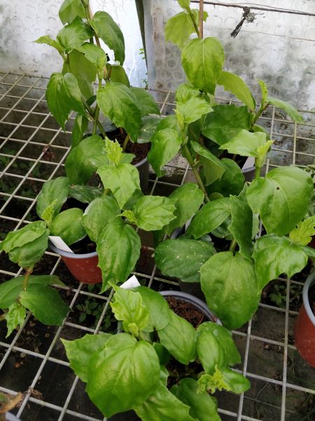 Begonia_glabra_pots12cm