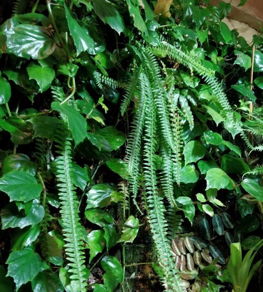 Begonia_glabra_sur_mur_vegetal