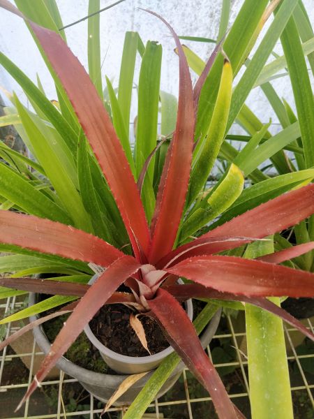 xCryptbergia_dans_Neomarica