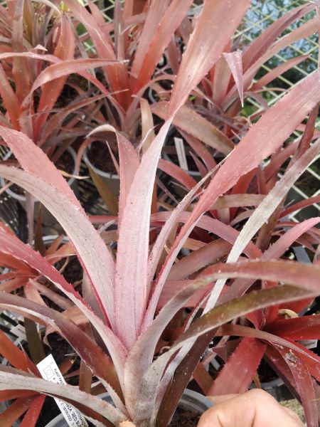 xCryptbergia_revers_rouge_argente